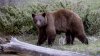 Sacrifican a un oso tras atacar a un hombre en Big Cottonwood Canyon