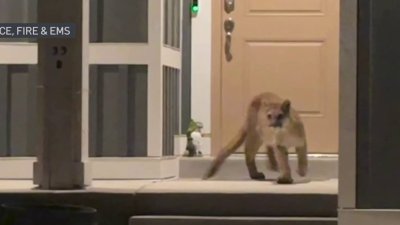 Spanish Fork en alerta por presencia de puma en zona residencial