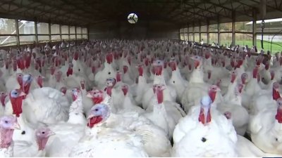 Sacrifican más de 100 mil aves en Utah por gripe aviar