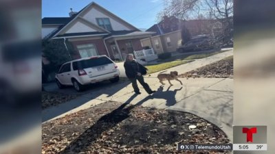 Oficiales de servicio animal logran retener a un perro que mordió a un peatón en Ogden