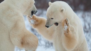 Fotografía genérica de un oso polar.