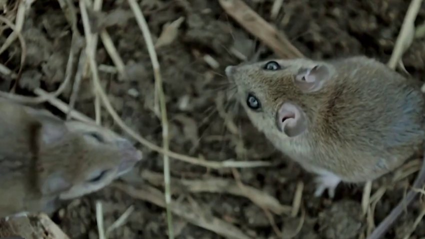 Instan a la precaución ante riesgos de Hantavirus