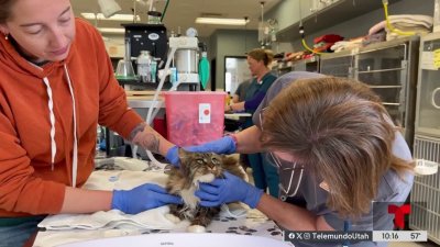 Una gata de Utah sobrevive a caída donde murieron sus dueños