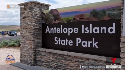 Antelope Island: Un escape natural en medio del Gran Lago Salado