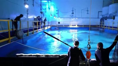 Investigan ingreso ilegal a acuario de la ciudad de Draper