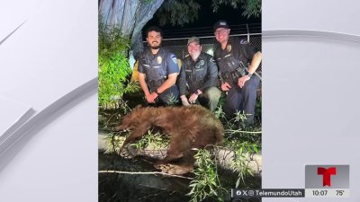 Atrapan a oso que paseaba por Heber