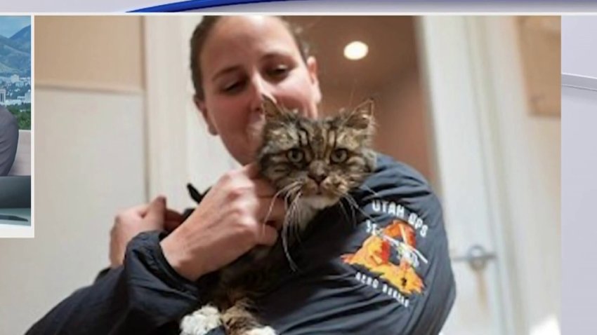 Final feliz: adoptan a gatita que sobrevivió a mortal caída de sus dueños