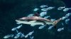Policía de Draper busca a personas que irrumpieron en el acuario de la ciudad