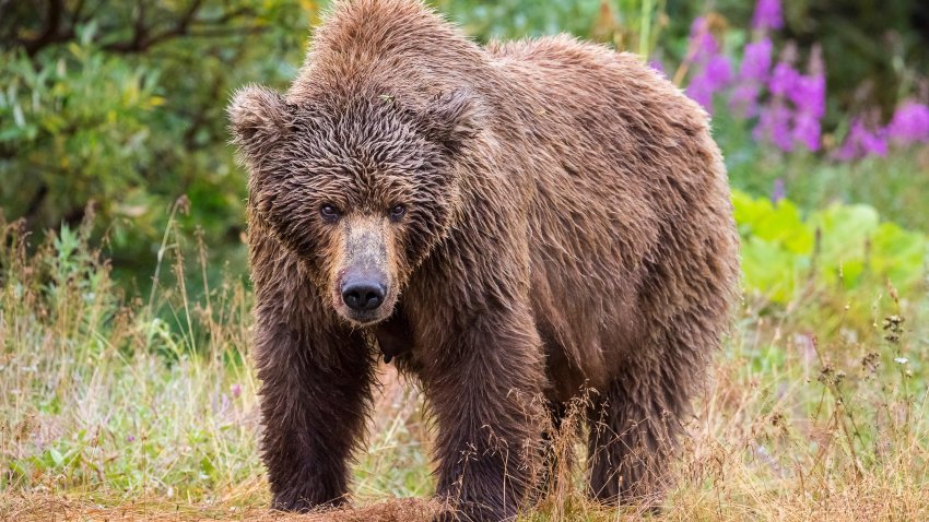 Nature photograph of single female Alaska Peninsula brown bear (Ursus arctos horribilis) in Katmai National Park and Preserve looking at camera, Alaska, USA