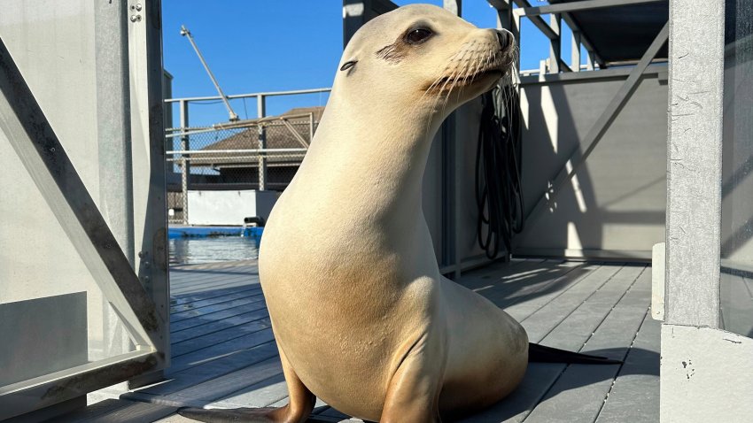Esta imagen difundida por investigadores muestra a Ronan, un león marino de California, en 2023, en Santa Cruz, California. (Carson Hood/UC Santa Cruz vía AP)