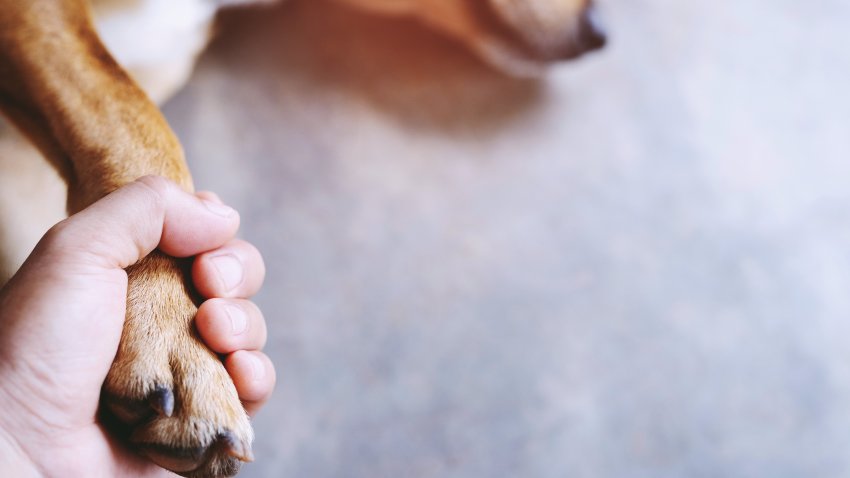 owner petting his dog, Hands holding paws dog are taking shake hand together while he is sleeping or resting with closed eyes. empty space for text.