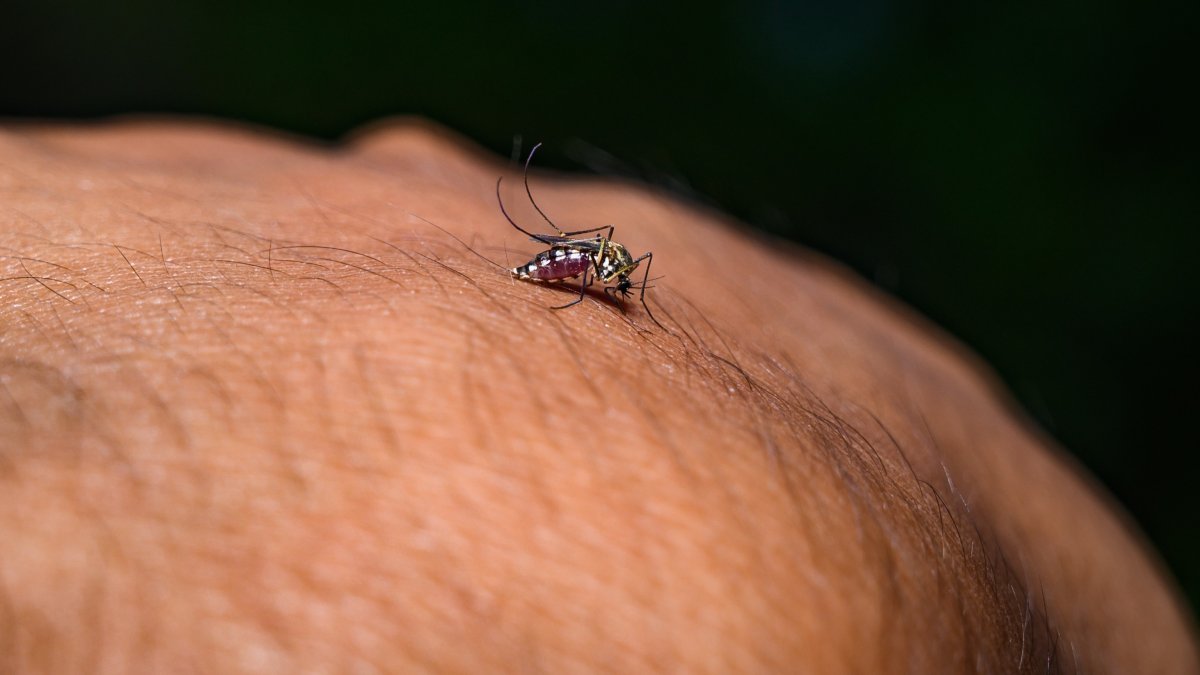 Condado de Salt Lake reporta primer caso humano del Virus del Nilo Occidental en 2026