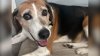 El perro Duke es adoptado tras pasar casi 5 años en un refugio de Nueva Jersey