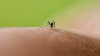 Detectan 243 muestras de mosquitos con Virus del Nilo Occidental en condado de Salt Lake