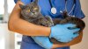 Ofrecen vacunas gratuitas para mascotas y personas en Salt Lake City