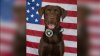 Oficial canino de Park City resulta gravemente herido durante incidente entre la I-80 y US-40
