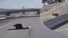 “¡Llamen a Life Flight!”: revelan dramático video del salto de perro policía desde paso elevado